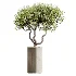 AV Indoor Plants Set 448 Areca Palm and Ravenala Banana and Europaea Olive Fig and Chemlali Olive and Olive Tree - Thumbnail 2