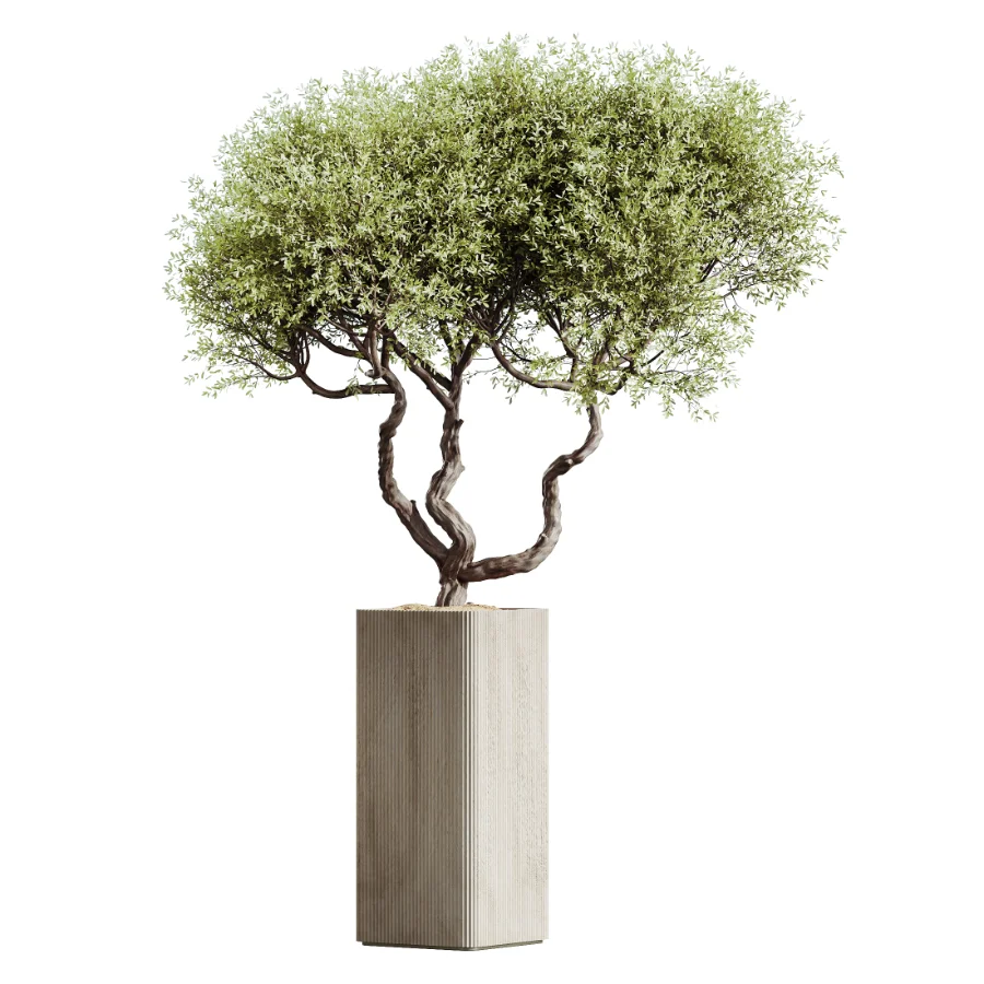 AV Indoor Plants Set 448 Areca Palm and Ravenala Banana and Europaea Olive Fig and Chemlali Olive and Olive Tree Image 2