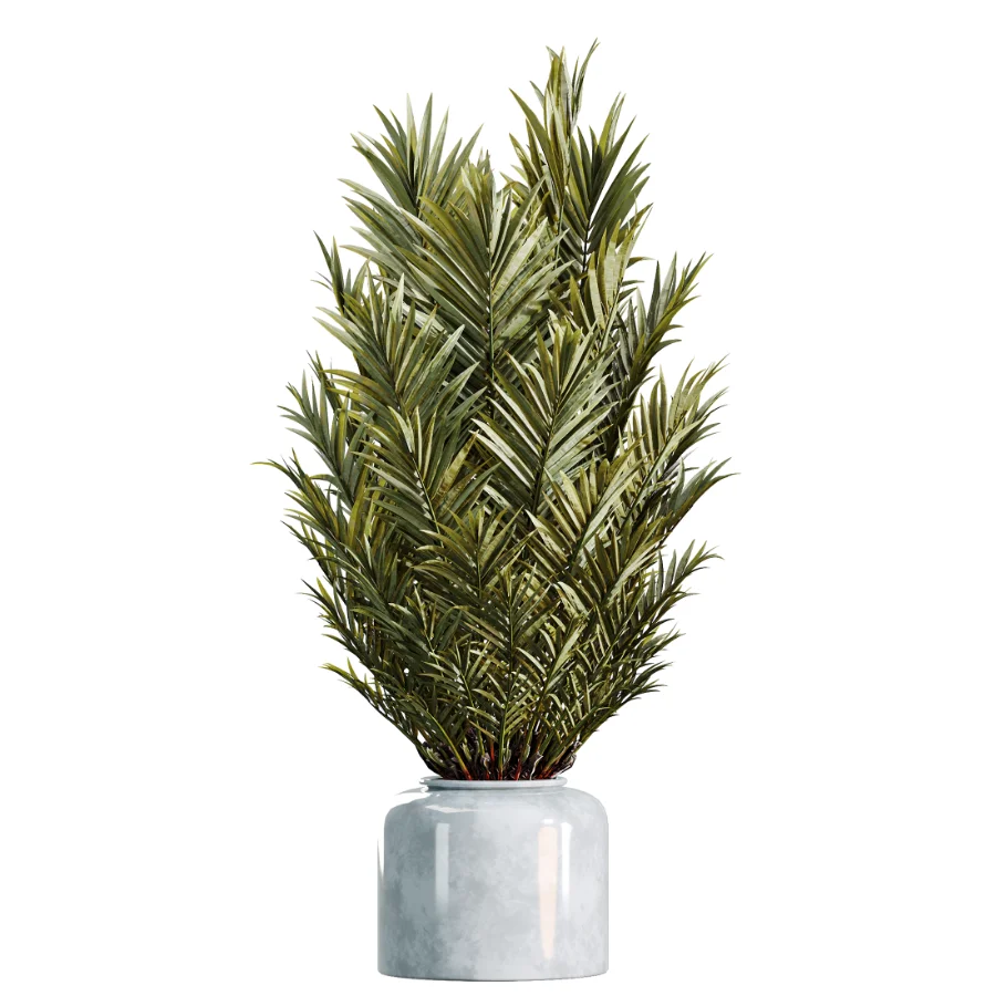 AV Indoor Plants Set 469 Yucca Elephantipe and Briful Pachira and Licuala Grandis Palm and Cyara Areca Palm Image 3