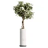 AV Indoor Plants Set 461 Yucca Elephantipe and Cat Reed Palm and Bird Of Paradise and Schefflera Arboricola - Thumbnail 1