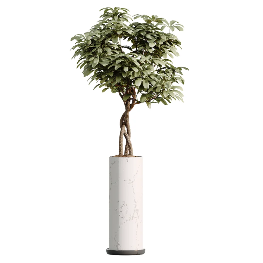 AV Indoor Plants Set 461 Yucca Elephantipe and Cat Reed Palm and Bird Of Paradise and Schefflera Arboricola Image 1