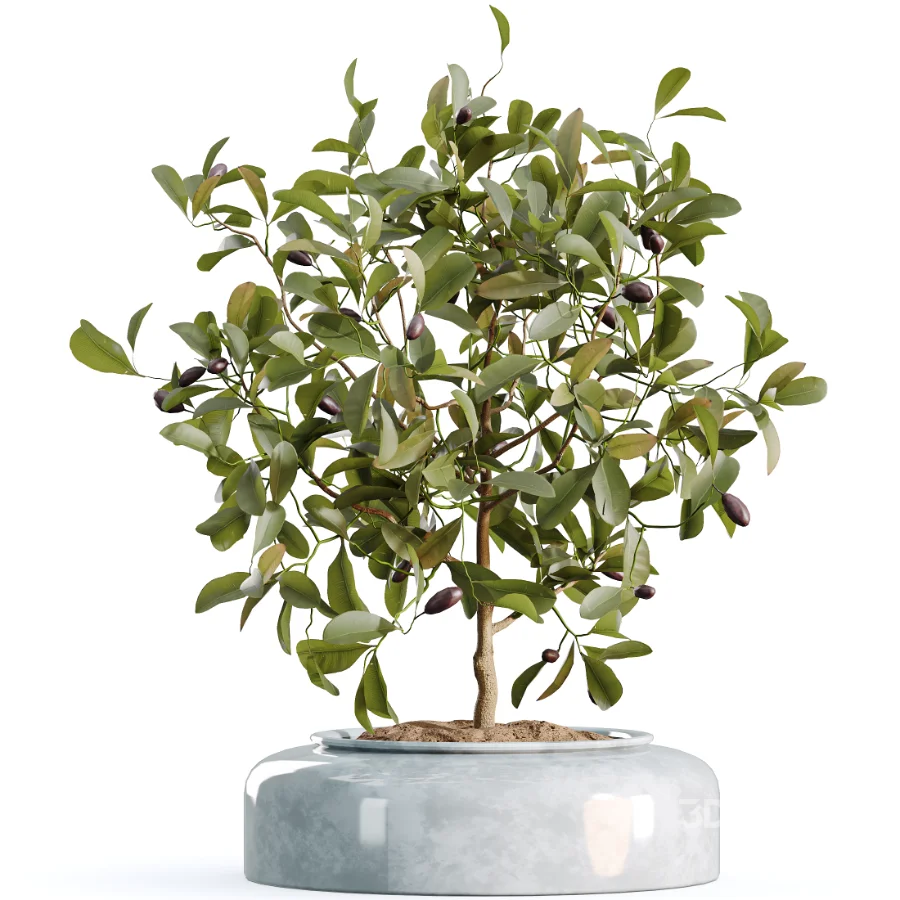 AV Indoor Plants Set 469 Yucca Elephantipe and Briful Pachira and Licuala Grandis Palm and Cyara Areca Palm Image 2