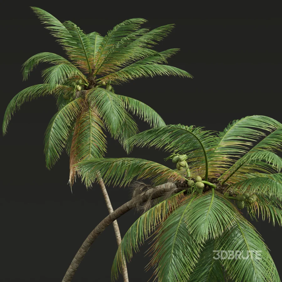AV Cocos Nucifera palms Image 5