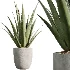 AV Indoor Plants Set 501 AloeVera Succulent and Orange Tree and Spineless Yucca and Chemlali Olive and Ravenala Banana - Thumbnail 5