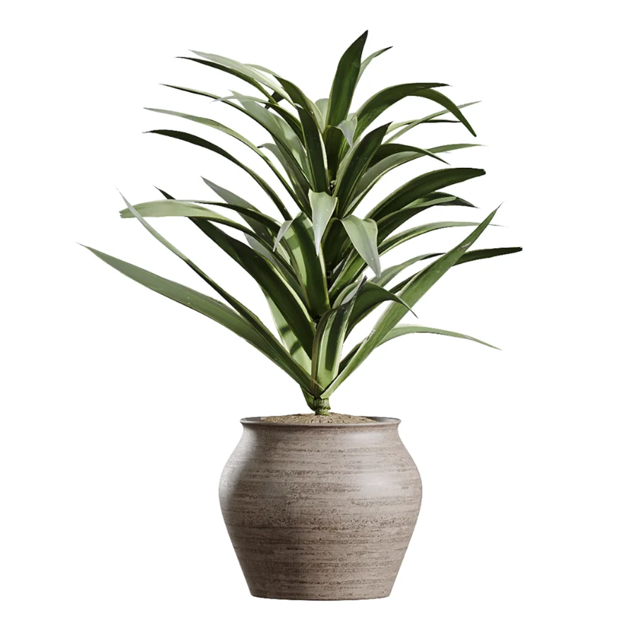 AV Indoor Plants Set 452 Dracaena Lemon Cane and Chemlali Olive and Briful Pachira and Areca Cat Reed Palm Image 2