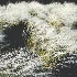 AV Celtica Gigantea Stipa Golden Oats and Stipa Tenuissima Ostnica Mocna Pony Tails - Thumbnail 6