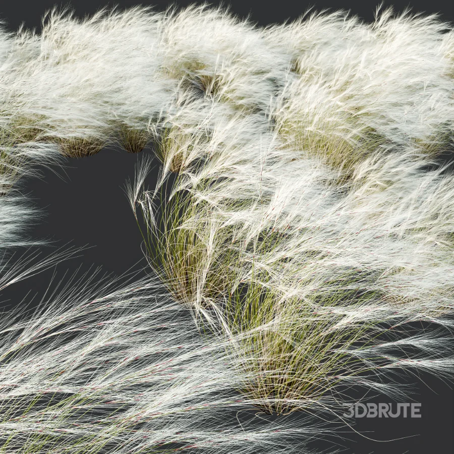 AV Celtica Gigantea Stipa Golden Oats and Stipa Tenuissima Ostnica Mocna Pony Tails Image 6