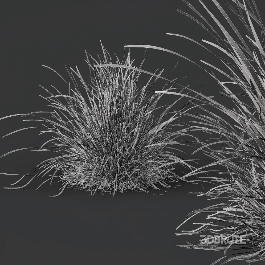 AV Celtica Gigantea Stipa Golden Oats and Carex Elata Aurea Grass Image 9