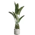 AV Indoor Plants Set 455 Schefflera Arboricola and Cat Reed Palm and Bird Of Paradise and Chemlali Olive Tree and Ficus lyrate - Thumbnail 3