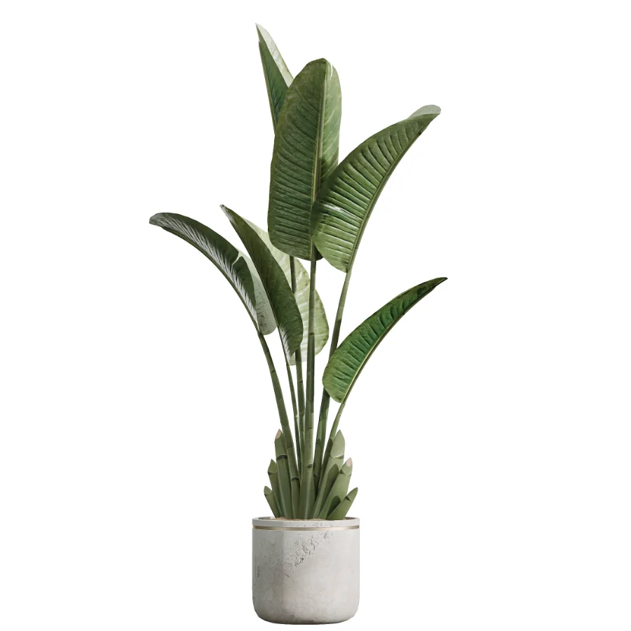 AV Indoor Plants Set 455 Schefflera Arboricola and Cat Reed Palm and Bird Of Paradise and Chemlali Olive Tree and Ficus lyrate Image 3