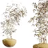 AV Indoor Plants Set 453 Briful Pachira and Elegant Monstera and Aloe Vera Succulents and Ficus Dracaena Marginata - Thumbnail 10