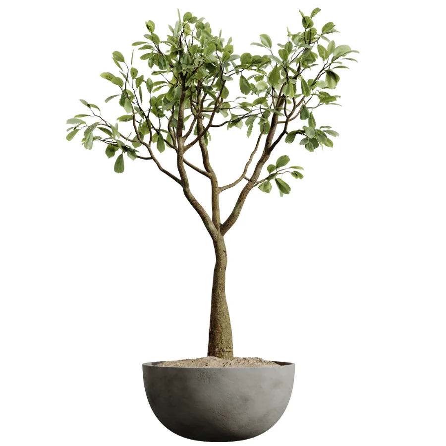 AV Indoor Plants Set 449 Ficus Dracaena Marginata and Ravenala Banana and Spineless Yucca Image 2