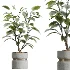 AV Indoor Plants Set 463 Ficus lyrata and Cyara Areca Palm and Aspidistra Elatio and Ficus Dracaena Marginata - Thumbnail 1