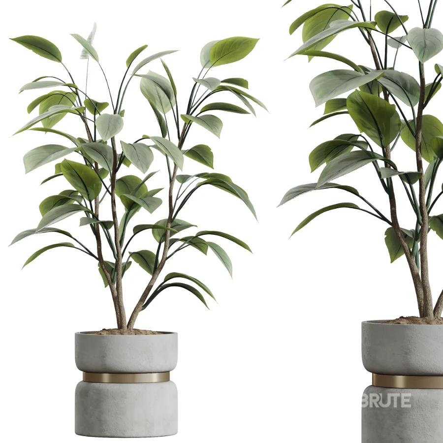 AV Indoor Plants Set 463 Ficus lyrata and Cyara Areca Palm and Aspidistra Elatio and Ficus Dracaena Marginata Image 1