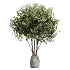 AV Indoor Plants Set 454 Chemlali Olive Tree and Bird Of ParadiseBird and Ficus microcarpa and Ficus Dracaena Marginata - Thumbnail 6