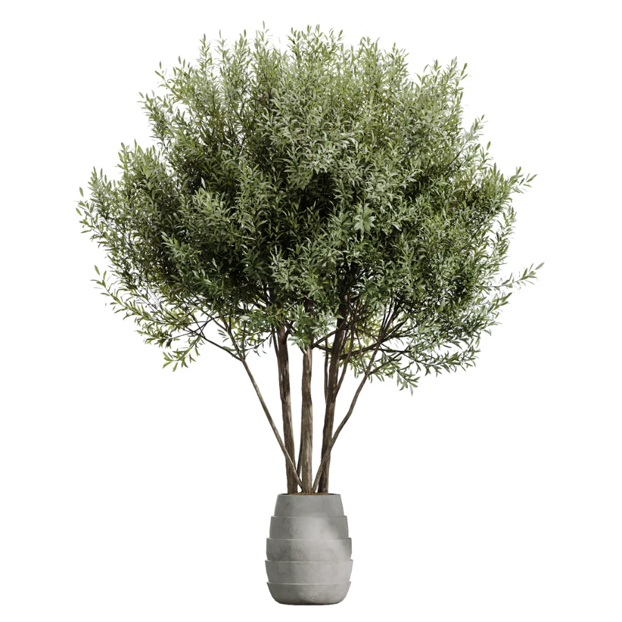 AV Indoor Plants Set 454 Chemlali Olive Tree and Bird Of ParadiseBird and Ficus microcarpa and Ficus Dracaena Marginata Image 6