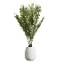 AV Indoor Plants Set 471 Chemlali Olive and Giant Monstera and Cyara Areca Palm and Ravenala Banana - Thumbnail 2