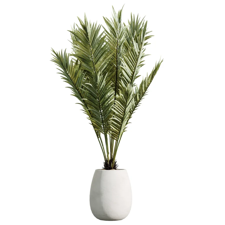 AV Indoor Plants Set 471 Chemlali Olive and Giant Monstera and Cyara Areca Palm and Ravenala Banana Image 2