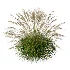 AV Molinia Caerulea Heidebraut Kleines Pfeifengras - Thumbnail 3