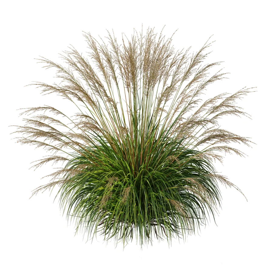 AV Molinia Caerulea Heidebraut Kleines Pfeifengras Image 3