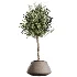 AV Indoor Plants Set 464 Olive Euphorbia Drupifera Cunjevoi Alocasia Spineless Yucca Licuala Palm - Thumbnail 5