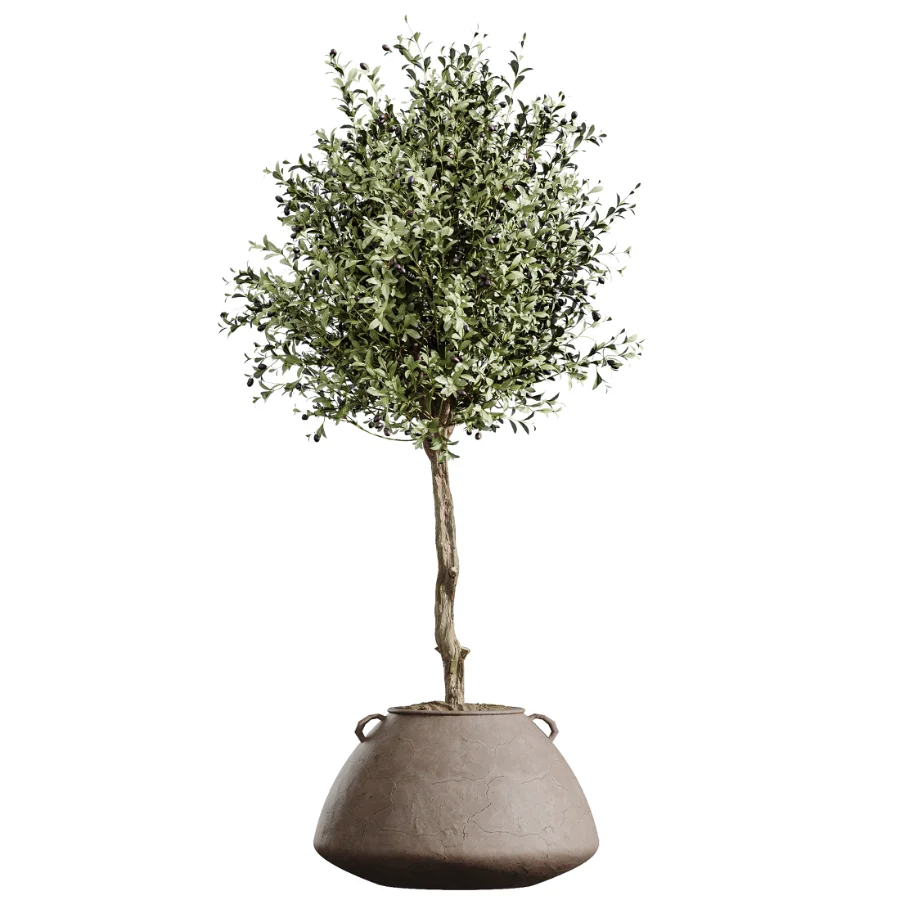 AV Indoor Plants Set 464 Olive Euphorbia Drupifera Cunjevoi Alocasia Spineless Yucca Licuala Palm Image 5