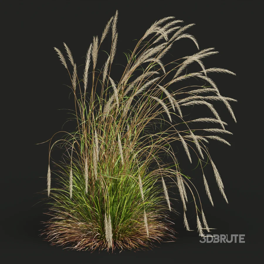 AV Calamagrostis Acutiflora Karl Foerster Image 5