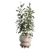 AV Indoor Plants Set 462 Licuala Grandis Palm and Dracaena Warneckii Cane and Snake Sansevieria and Ficus Cyathistipula and Chemlali Olive - Thumbnail 6