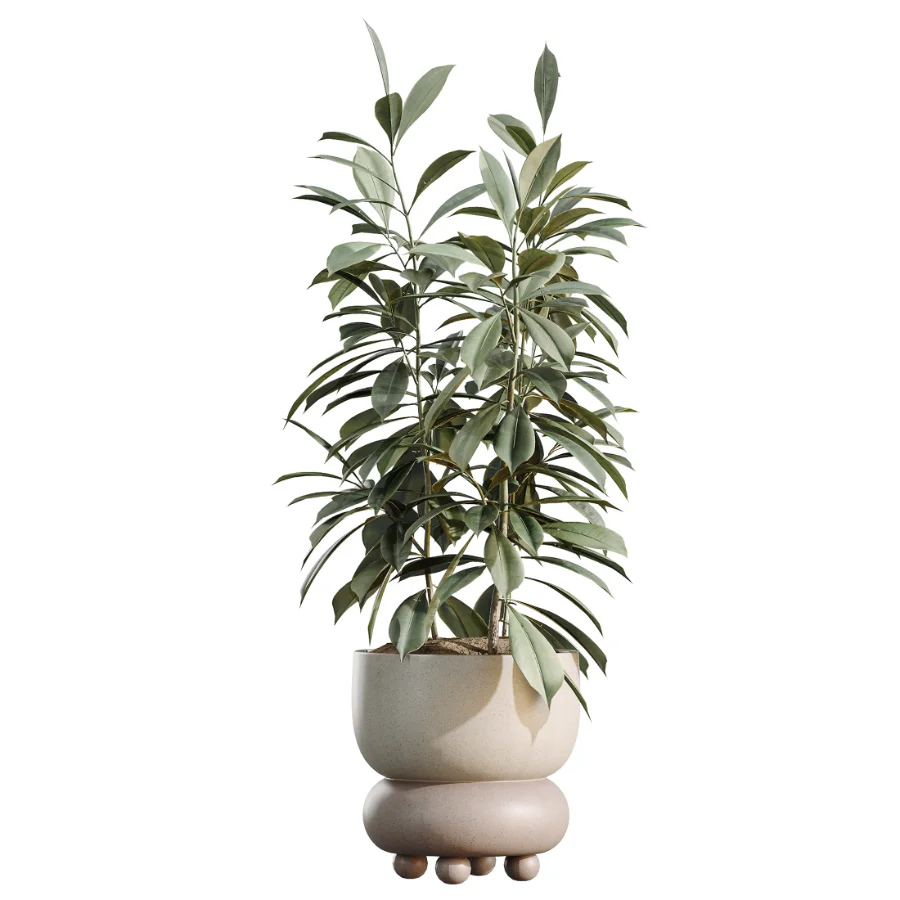 AV Indoor Plants Set 462 Licuala Grandis Palm and Dracaena Warneckii Cane and Snake Sansevieria and Ficus Cyathistipula and Chemlali Olive Image 6