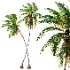 AV Borassus Flabellifer and Cocos Nucifera Windy palms - Thumbnail 8