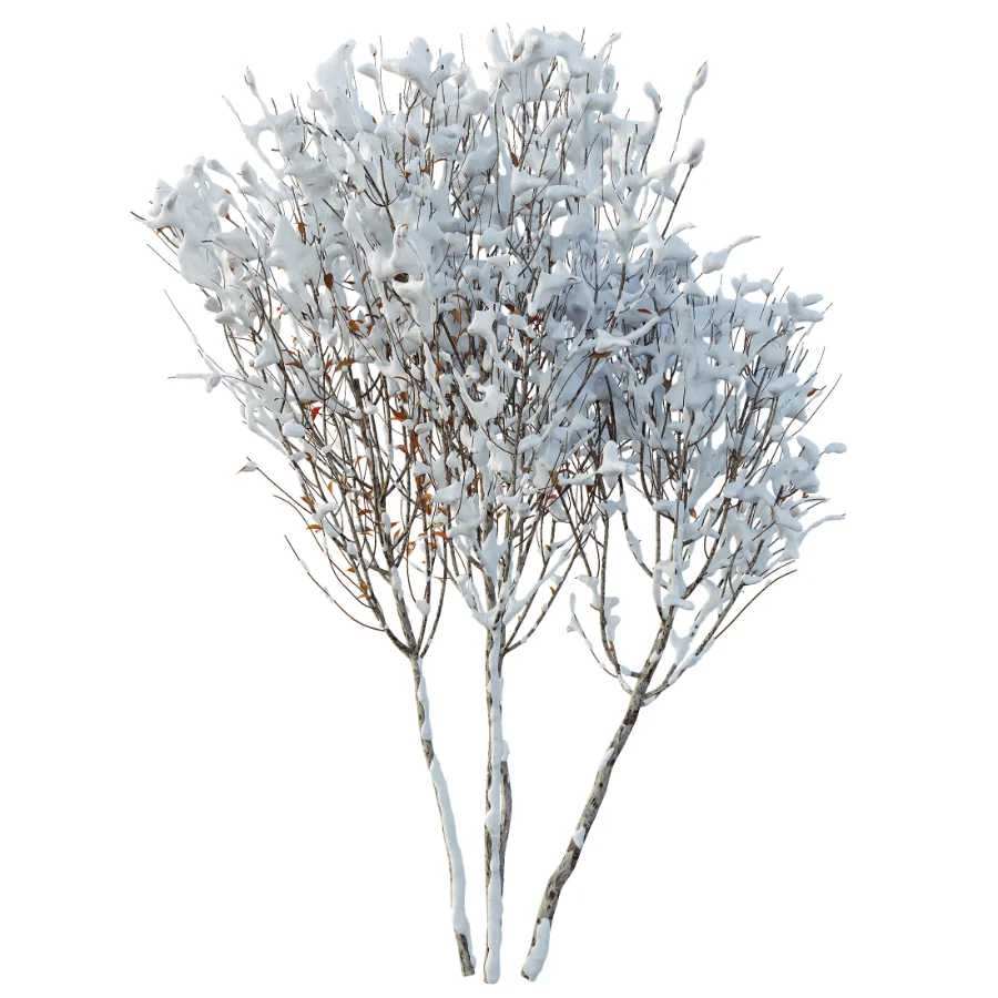 AV Winter Plant Snow Myrtle flower Winter and Snow Quihoui Privet Image 2