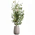 AV Indoor Plants Set 447 China Orange Tree and Spineless Yucca and Cyara Areca Palm and Europaea Olive Eucalyptus and Ficus Elastica Beliza - Thumbnail 4