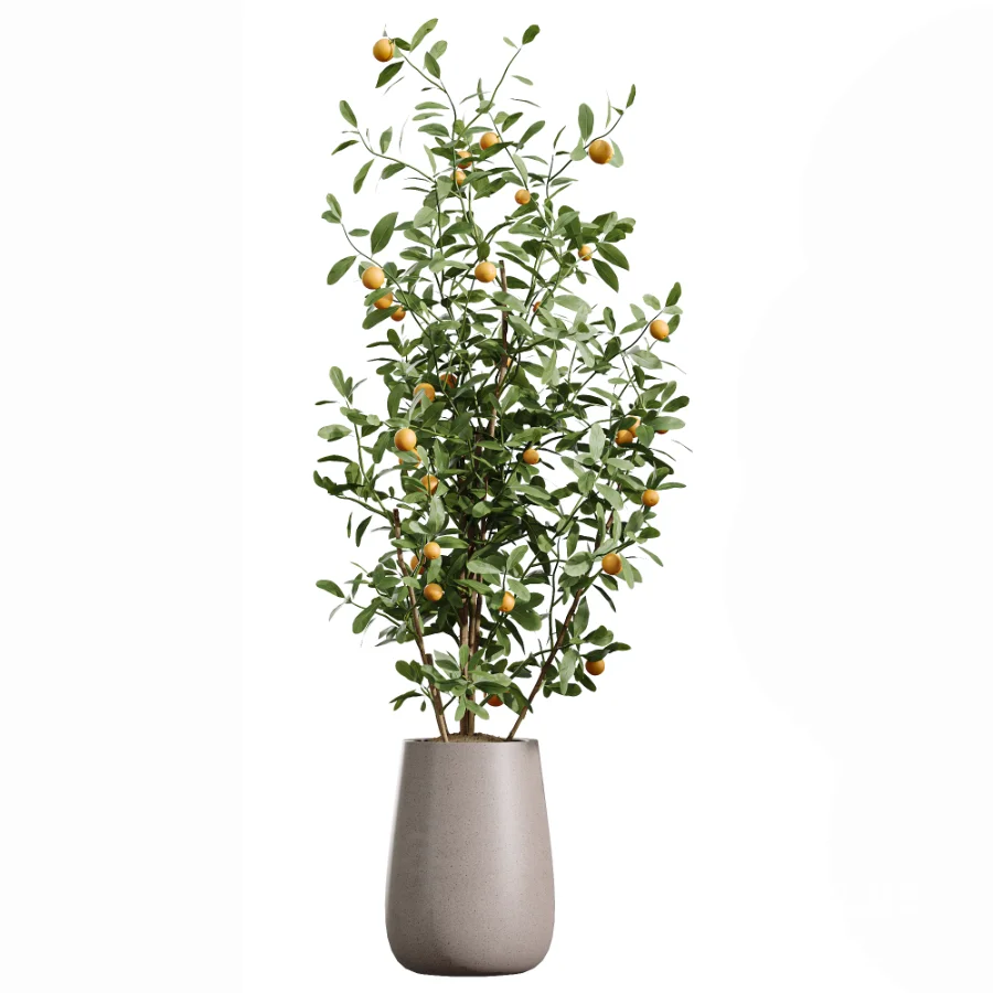 AV Indoor Plants Set 447 China Orange Tree and Spineless Yucca and Cyara Areca Palm and Europaea Olive Eucalyptus and Ficus Elastica Beliza Image 4