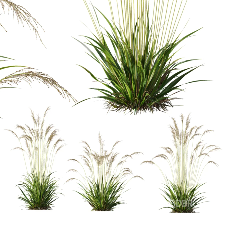 AV Molinia Caerulea Heidebraut Kleines Pfeifengras Image 1