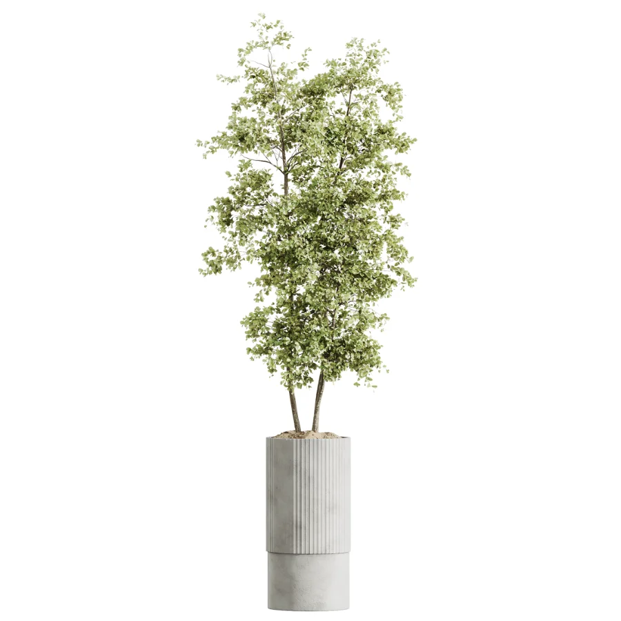 AV Indoor Plants Set 465 Coconut Palm and Cyara Areca Palm and Chemlali Olive Tree and Orange Calamondin Tree Image 5