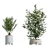 AV Indoor Plants Set 446 Ficus microcarpa and Aspidistra Elatior and Cactus Opuntia and Ficus Elastica Rubber and Cyara Areca Palm - Thumbnail 6