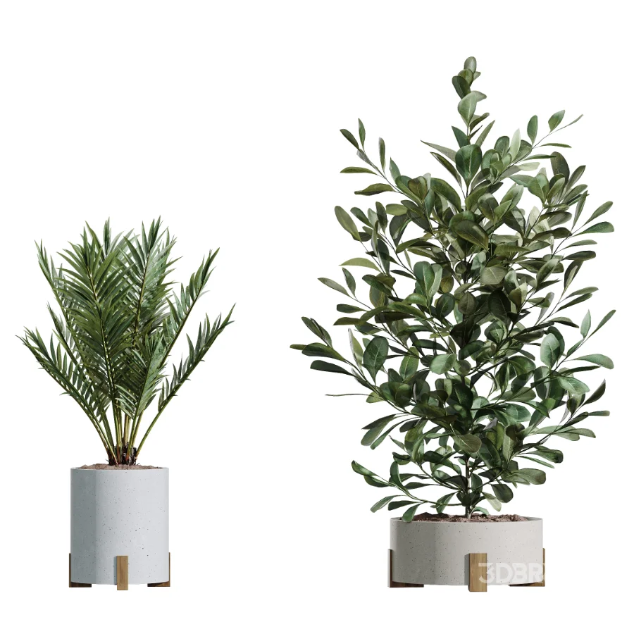 AV Indoor Plants Set 446 Ficus microcarpa and Aspidistra Elatior and Cactus Opuntia and Ficus Elastica Rubber and Cyara Areca Palm Image 6