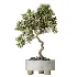 AV Indoor Plants Set 458 Ravenala Banana and Wilsonii Chemlali Olive and Alnus Glutinosa - Thumbnail 3