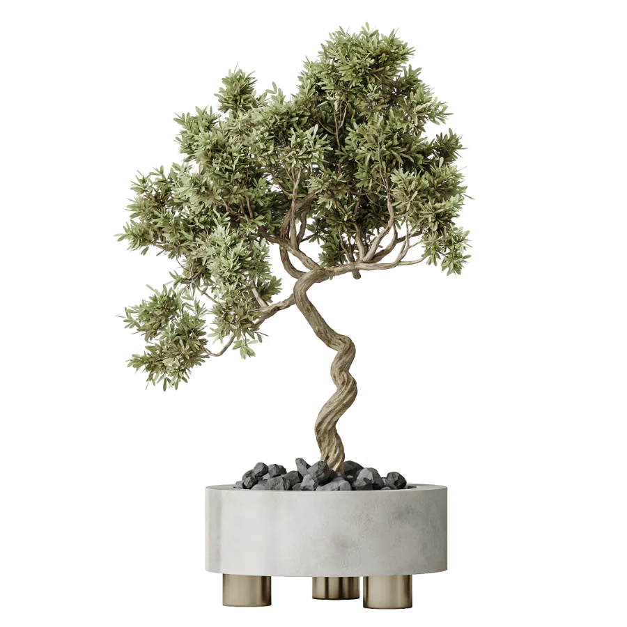 AV Indoor Plants Set 458 Ravenala Banana and Wilsonii Chemlali Olive and Alnus Glutinosa Image 3