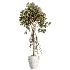AV Indoor Plants Set 460 Ficus Cyathistipul and Calathea Lutea and Chemlali Olive and Ficus Benjamina African Fig - Thumbnail 1