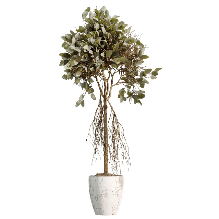 AV Indoor Plants Set 460 Ficus Cyathistipul and Calathea Lutea and Chemlali Olive and Ficus Benjamina African Fig Image 1