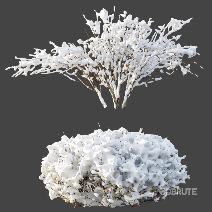 AV Winter Plant Snow Myrtle flower Winter and Snow Quihoui Privet Image 6