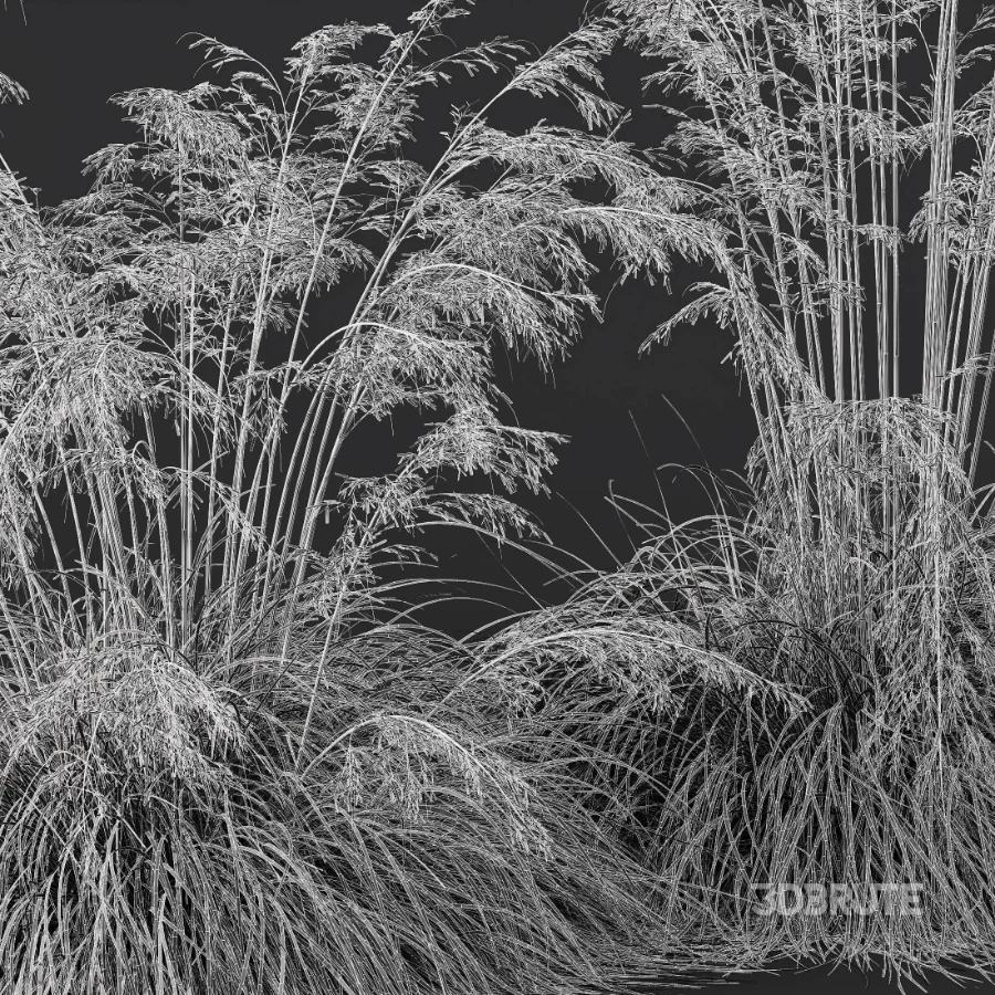 AV Celtica Gigantea Stipa Golden Oats and Carex Elata Aurea Grass Image 12