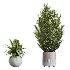 AV Indoor Plants Set 447 China Orange Tree and Spineless Yucca and Cyara Areca Palm and Europaea Olive Eucalyptus and Ficus Elastica Beliza - Thumbnail 6