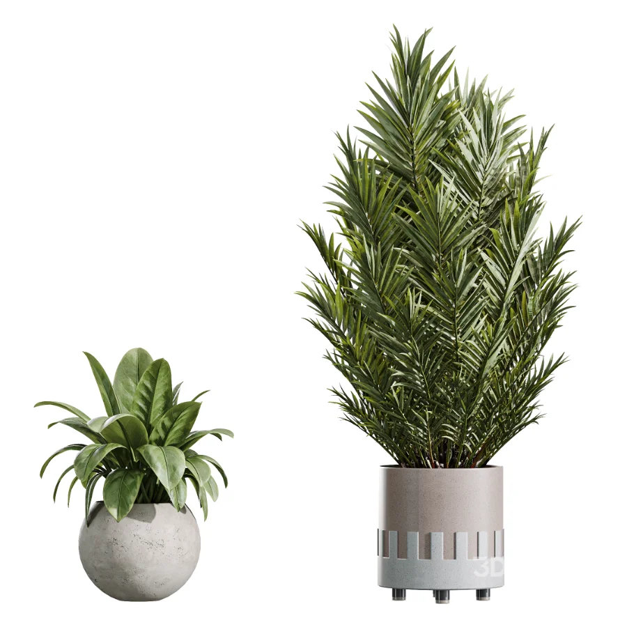 AV Indoor Plants Set 447 China Orange Tree and Spineless Yucca and Cyara Areca Palm and Europaea Olive Eucalyptus and Ficus Elastica Beliza Image 6