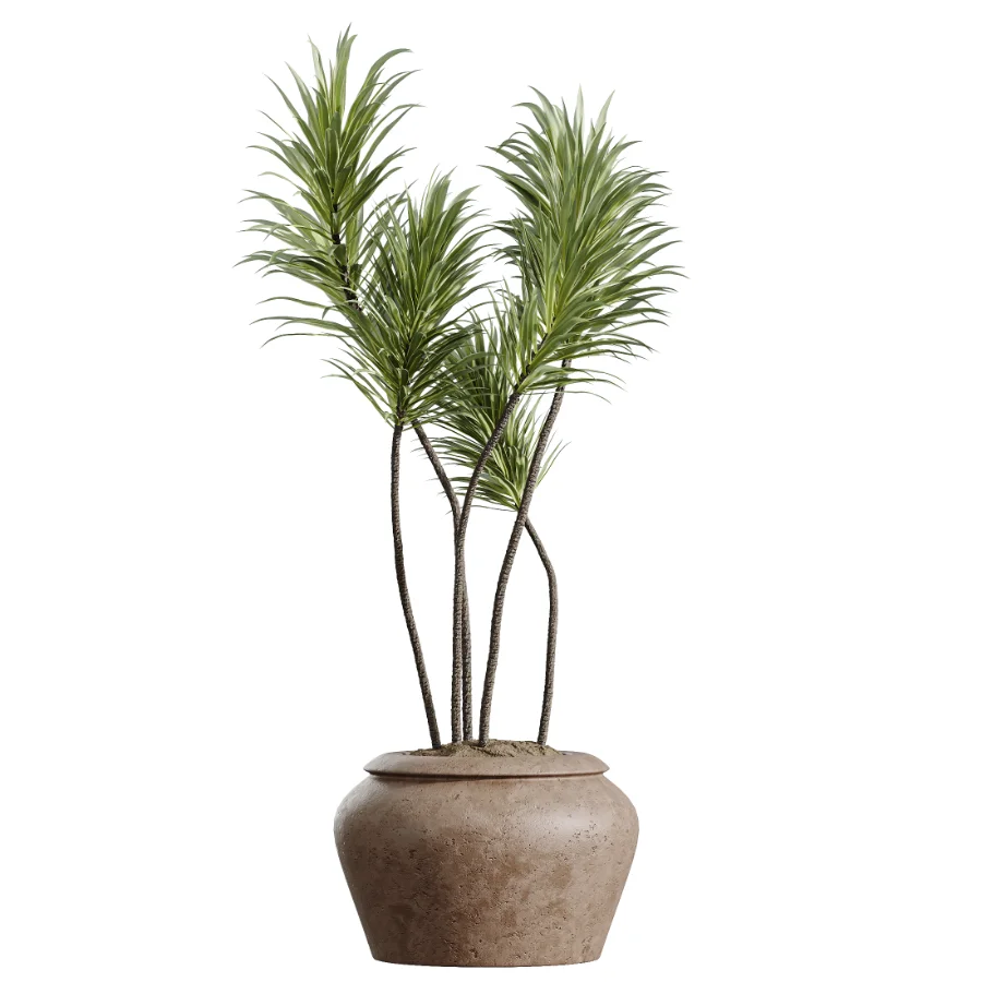 AV Indoor Plants Set 464 Olive Euphorbia Drupifera Cunjevoi Alocasia Spineless Yucca Licuala Palm Image 1