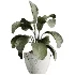 AV Indoor Plants Set 460 Ficus Cyathistipul and Calathea Lutea and Chemlali Olive and Ficus Benjamina African Fig - Thumbnail 2