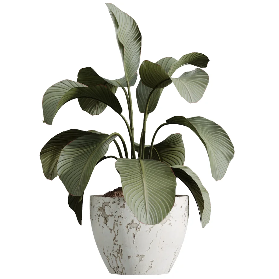 AV Indoor Plants Set 460 Ficus Cyathistipul and Calathea Lutea and Chemlali Olive and Ficus Benjamina African Fig Image 2