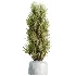 AV Indoor Plants Set 469 Yucca Elephantipe and Briful Pachira and Licuala Grandis Palm and Cyara Areca Palm - Thumbnail 5