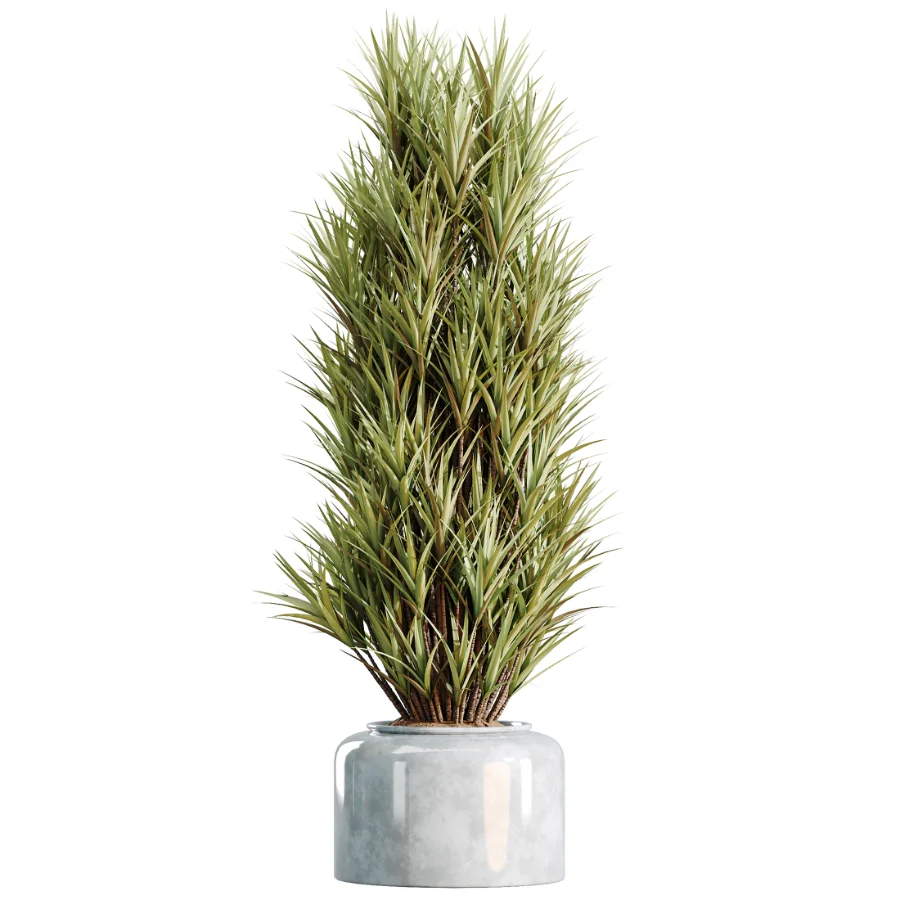 AV Indoor Plants Set 469 Yucca Elephantipe and Briful Pachira and Licuala Grandis Palm and Cyara Areca Palm Image 5